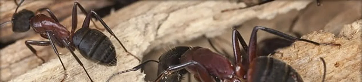 Close-up of ants on wood showing an active ant infestation in Oakland, CA