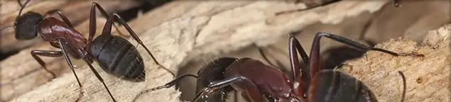 Close-up of ants on wood showing an active ant infestation in Oakland, CA
