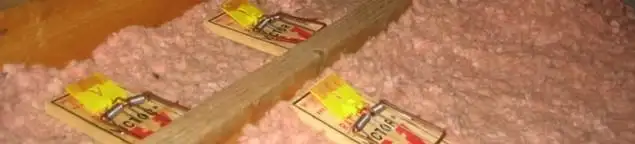 Mouse traps placed in an attic for rodent control in Oakland, CA