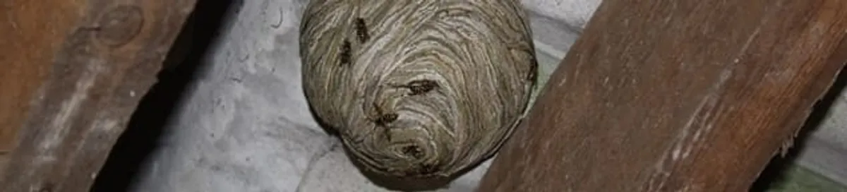 Wasp nest in an attic space, a common home infestation risk in Oakland, CA