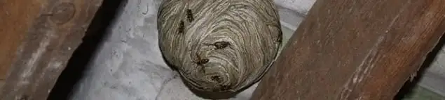 Wasp nest in an attic space, a common home infestation risk in Oakland, CA