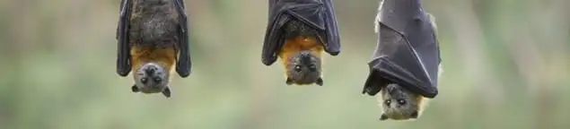 Bats roosting together, a common sign of a bat infestation in Oakland, CA