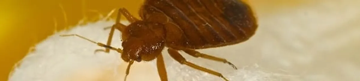 Close-up of a bed bug, a sign of an active infestation in Oakland, CA