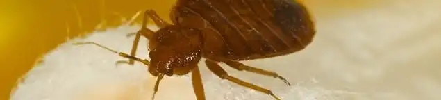 Close-up of a bed bug, a sign of an active infestation in Oakland, CA