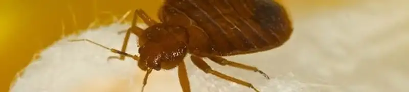 Close-up of a bed bug, a sign of an active infestation in Oakland, CA