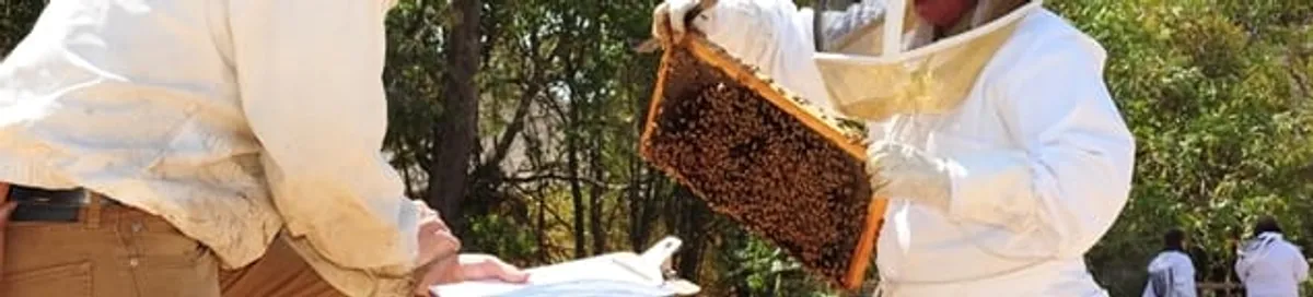 Bee removal specialists relocating a hive and honeycomb safely in Oakland, CA
