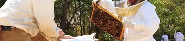 Bee removal specialists relocating a hive and honeycomb safely in Oakland, CA