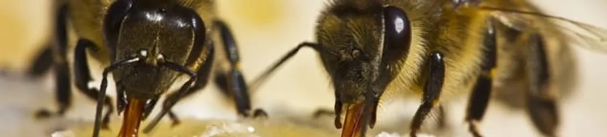 Close-up of honey bees, a sign of a nearby hive in Oakland, CA