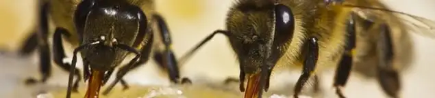 Close-up of honey bees, a sign of a nearby hive in Oakland, CA