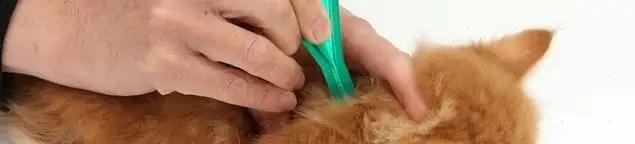Flea treatment for pets using a flea comb, a sign of flea problems in Oakland, CA