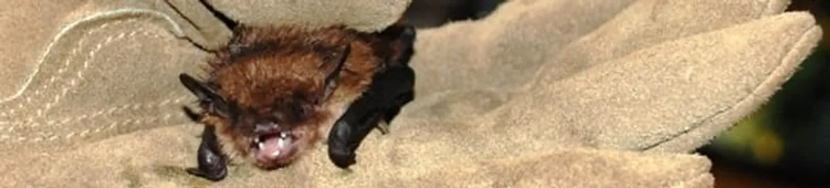Bat removal specialist holding a bat safely during humane exclusion in Oakland, CA