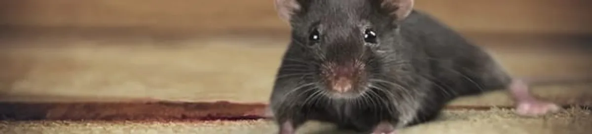 Mouse indoors, a common sign of a rodent infestation in Oakland, CA