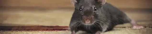 Mouse indoors, a common sign of a rodent infestation in Oakland, CA