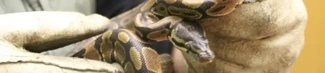 Snake removal specialist safely handling a snake with protective gloves in Oakland, CA