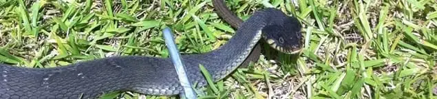 Snake in a yard, a common sign of a snake problem near a home in Oakland, CA