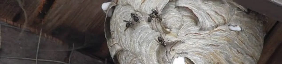 Close-up of a wasp nest with active wasps, a sign of an infestation in Oakland, CA