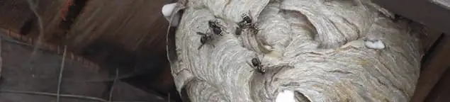 Close-up of a wasp nest with active wasps, a sign of an infestation in Oakland, CA